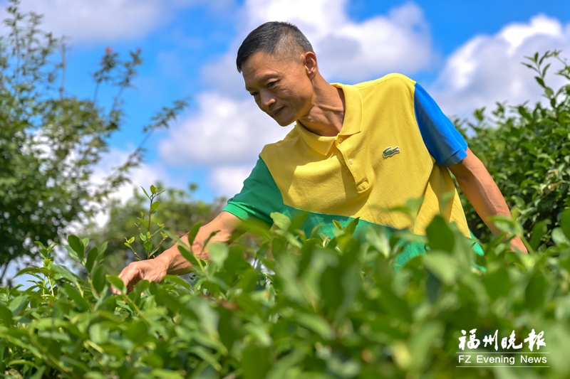 晉安彌高村的詩意棲居夢